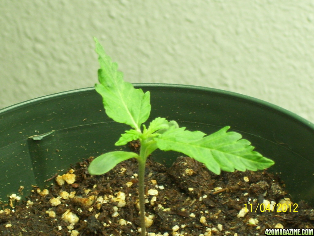 sharksbreath seedling