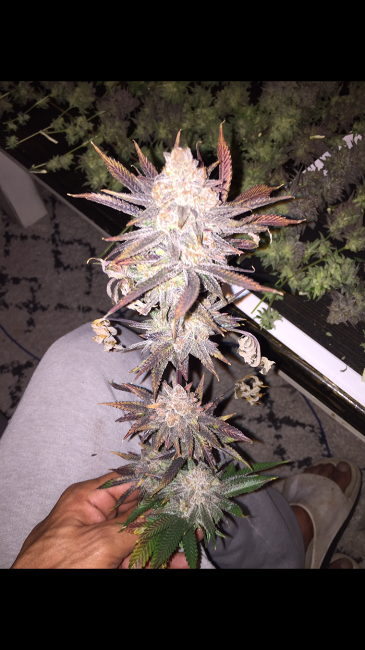 Sherbert Kush day 65 flower.