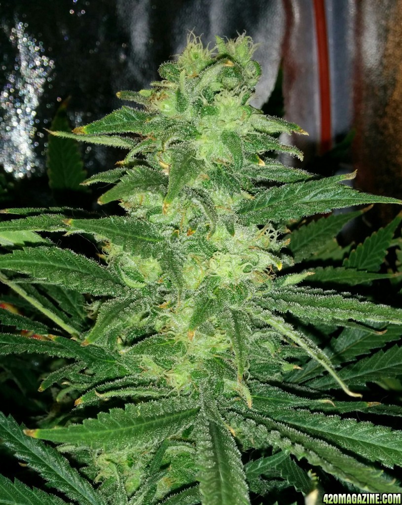 Shining Silver Haze - in bloom for 37 days