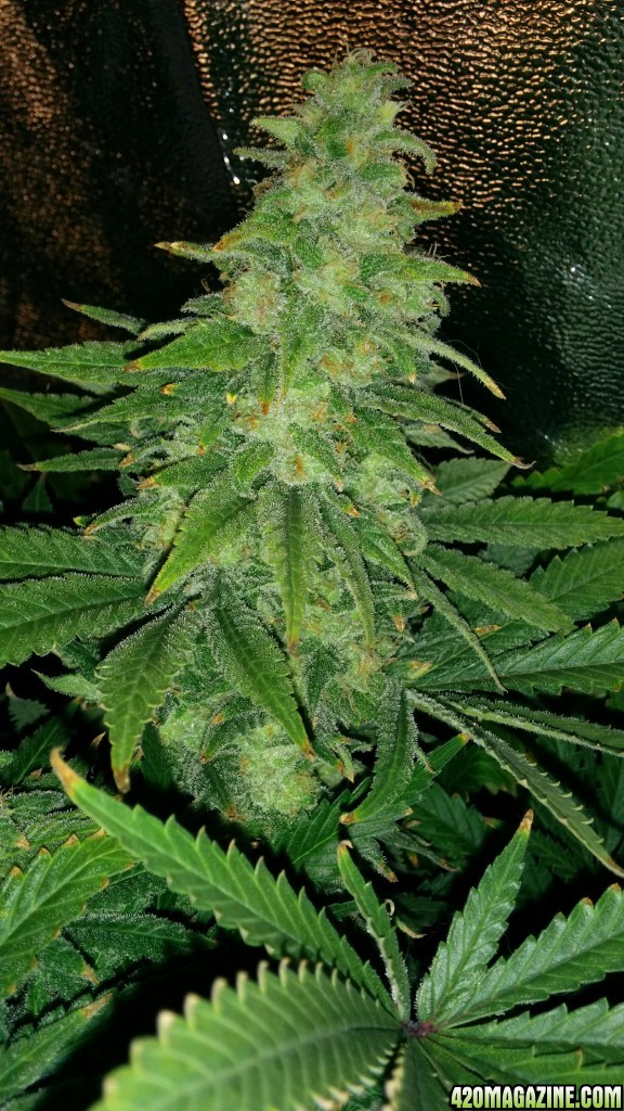 Shining Silver Haze - in bloom for 47 days