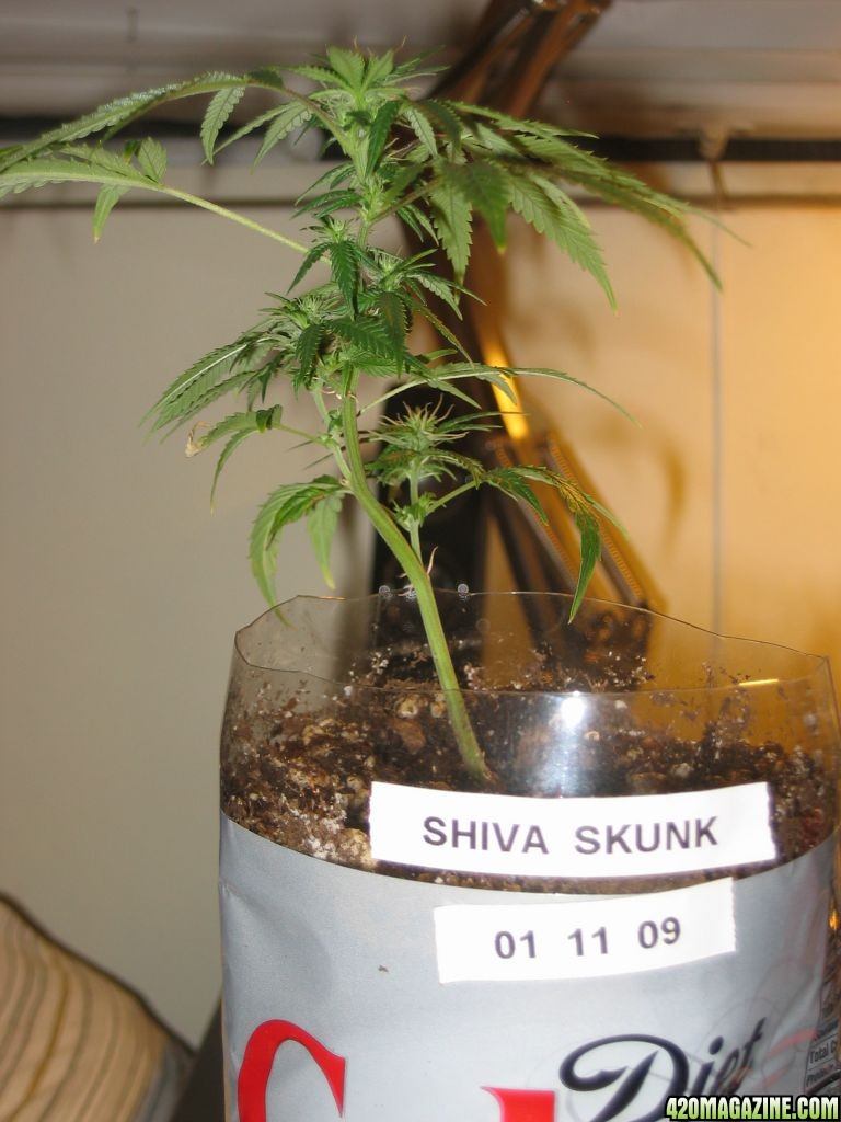 Shiva Skunk