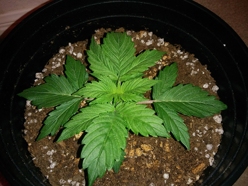 Short Rider Auto Day 14 Pic 1