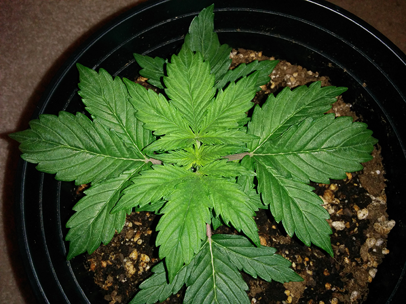 Short Rider Auto Day 16 Pic 1