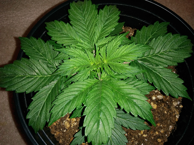 Short Rider Auto Day 18 Pic 1