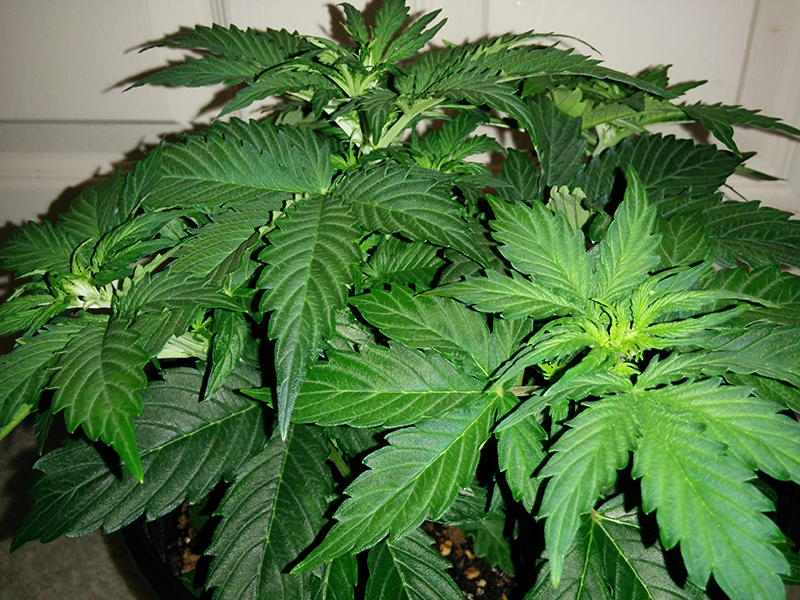 Short Rider Auto Day 25 Pic 2