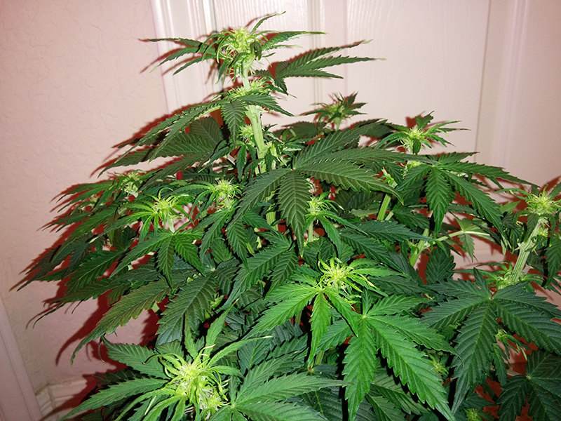 Short Rider Auto Day 33 Pic 2