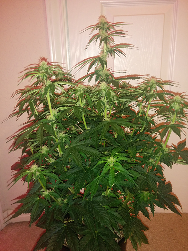 Short Rider Auto Day 42 Pic 2