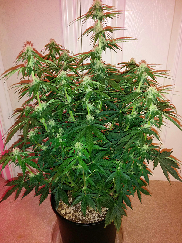 Short Rider Auto Day 45 Pic 2