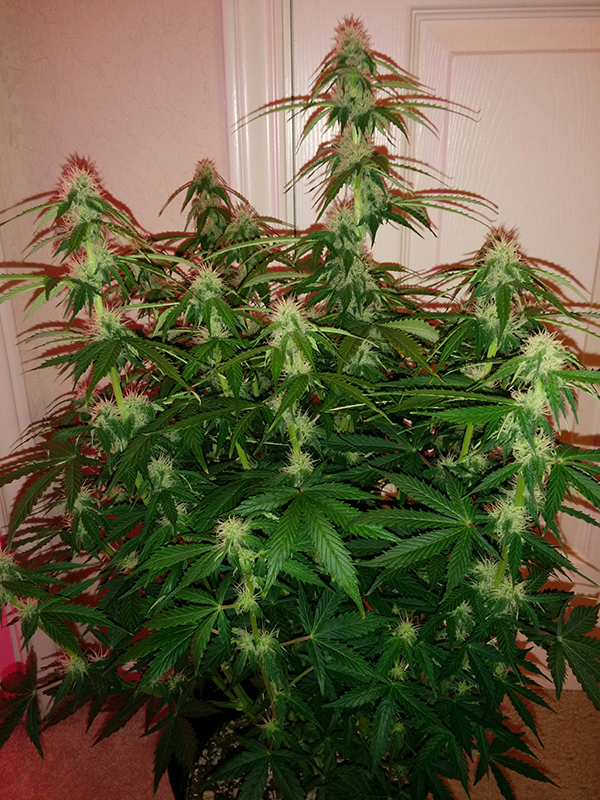 Short Rider Auto Day 48 Pic 2