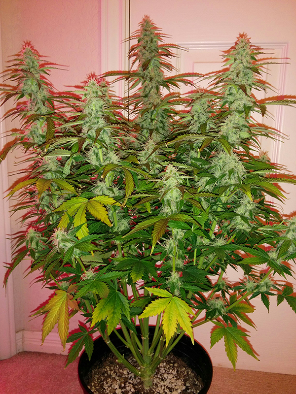 Short Rider Auto Day 56 Pic 2