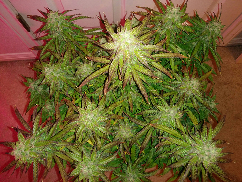 Short Rider Auto Day 62 Pic 1