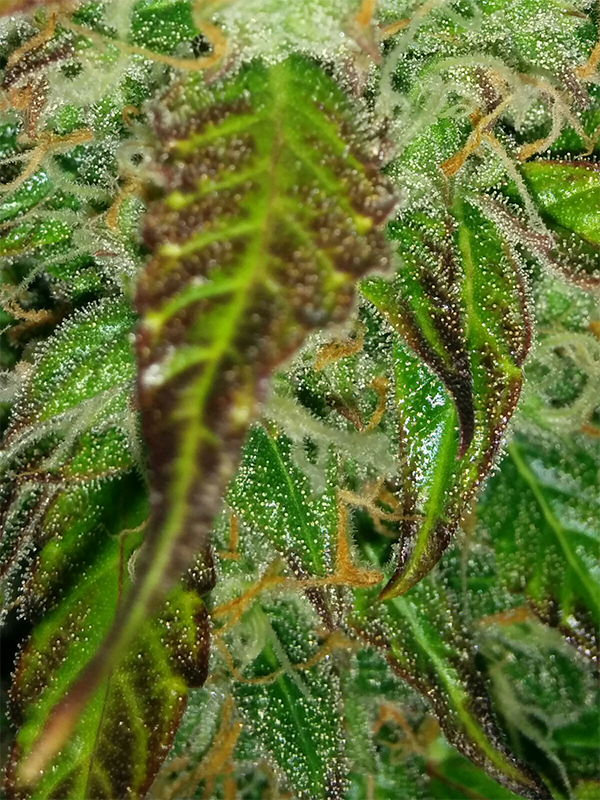 Short Rider Auto Day 62 Pic 4