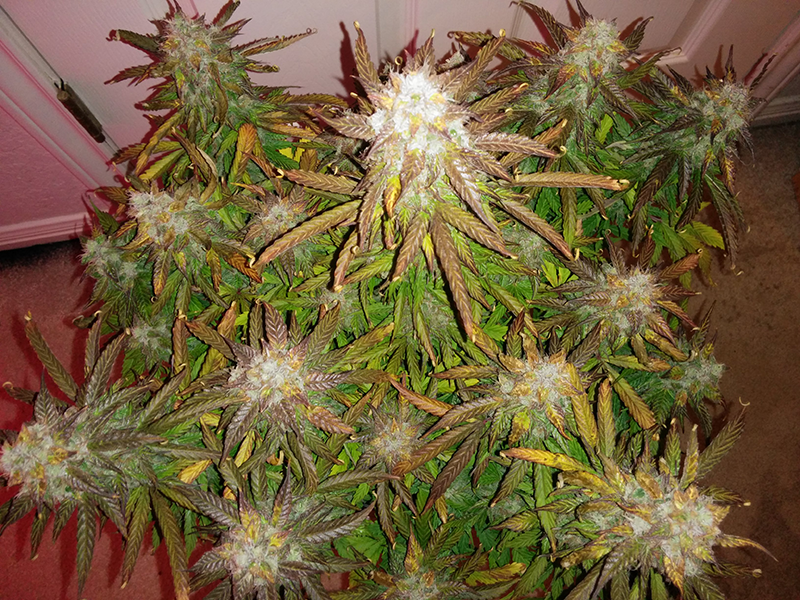 Short Rider Auto Day 71 Pic 1