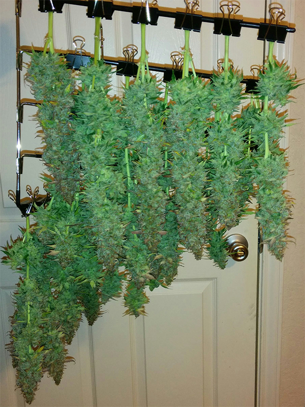 Short Rider Auto Day 78 Harvest 2