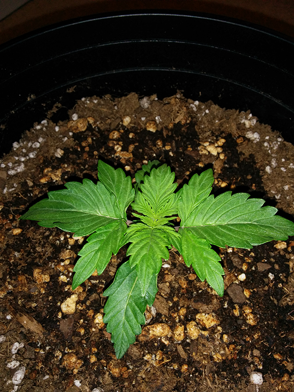 Short Rider Autoflower Day 11 Pic 1