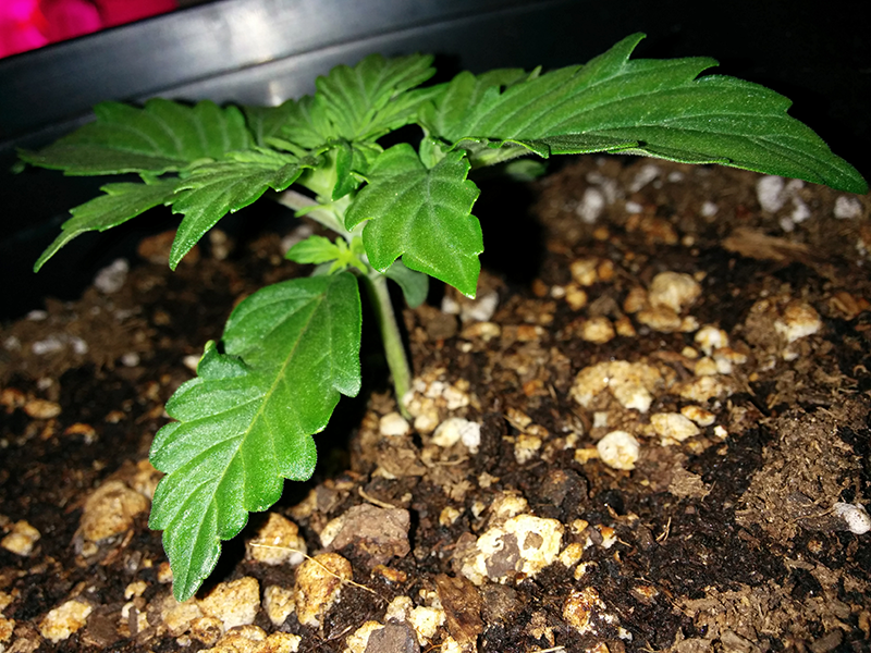 Short Rider Autoflower Day 11 Pic 2