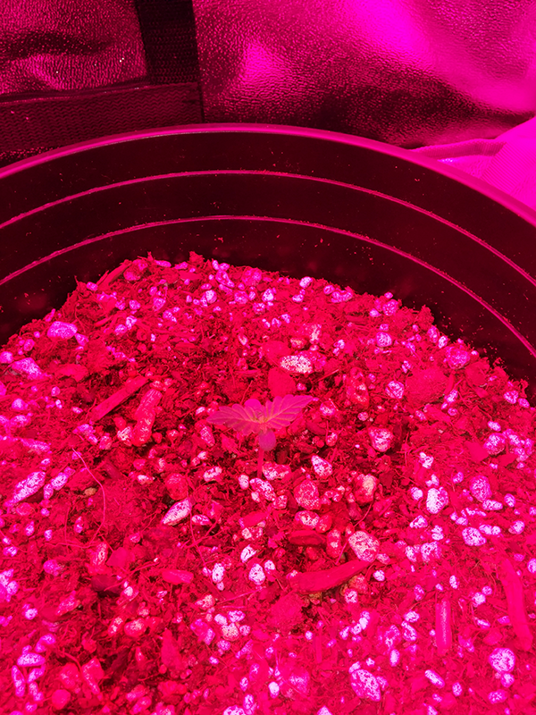 Short Rider Autoflower Day 5