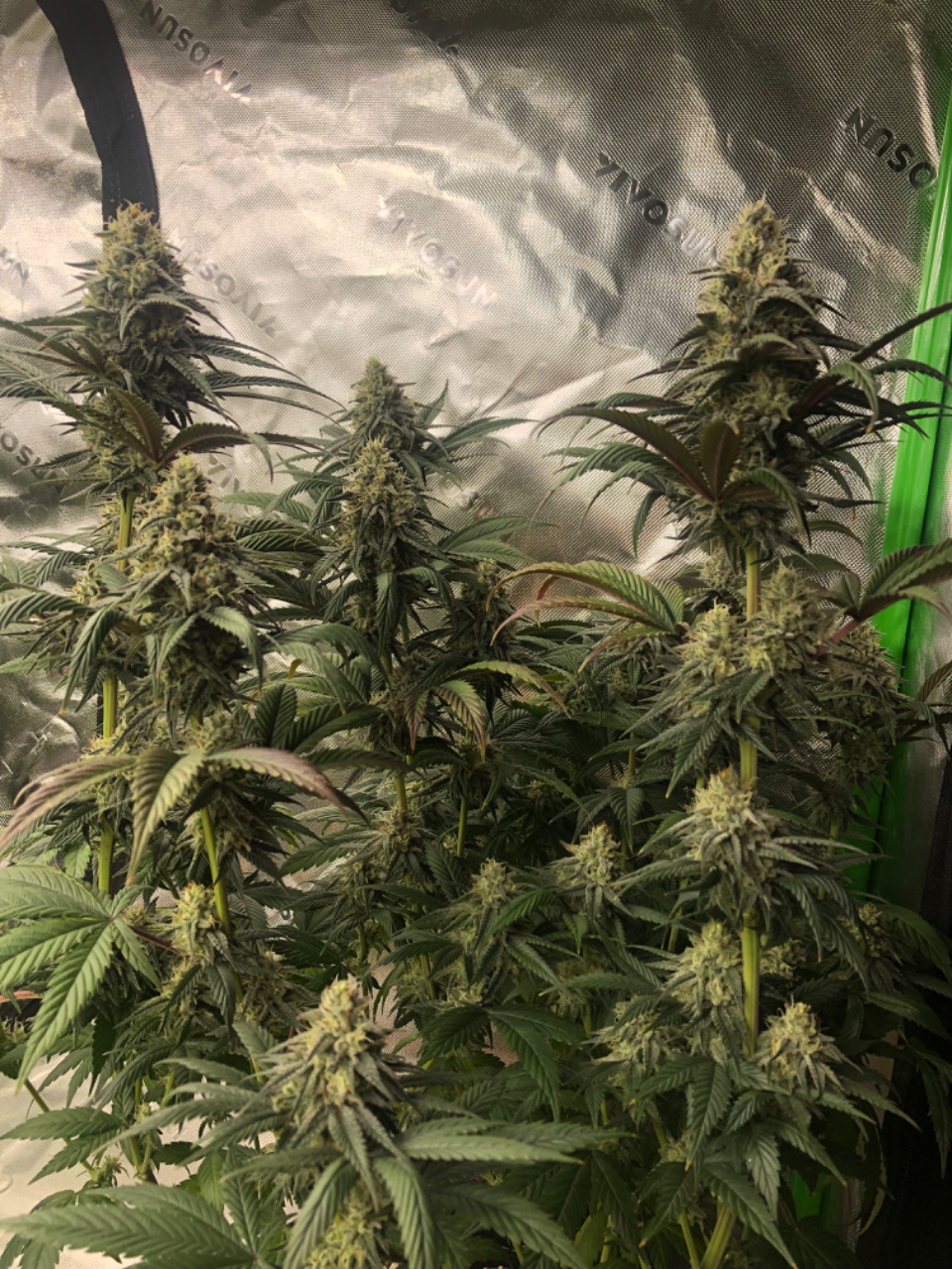 Shorter Fat Bastard colas2 #4 Day45Flower Quad noLST 3g pot.jpeg