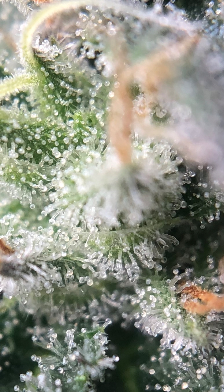 Shorter Fat Bastard trichs #4 Day45Flower.jpeg