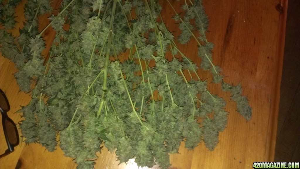 Shot Adrenaline - White Dwarf/Skunk#1- HARVESTED