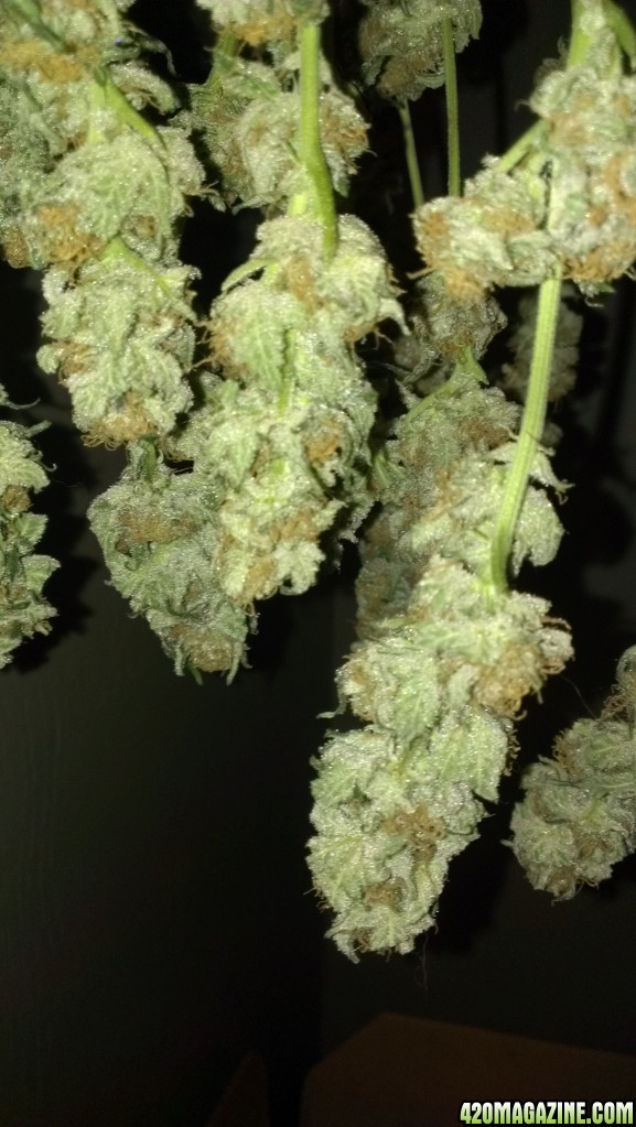 Shot Adrenaline - White Dwarf/Skunk#1- HARVESTED