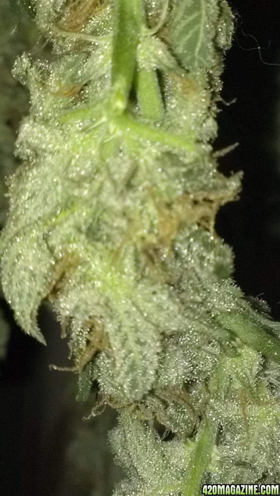 Shot Adrenaline - White Dwarf/Skunk#1- HARVESTED