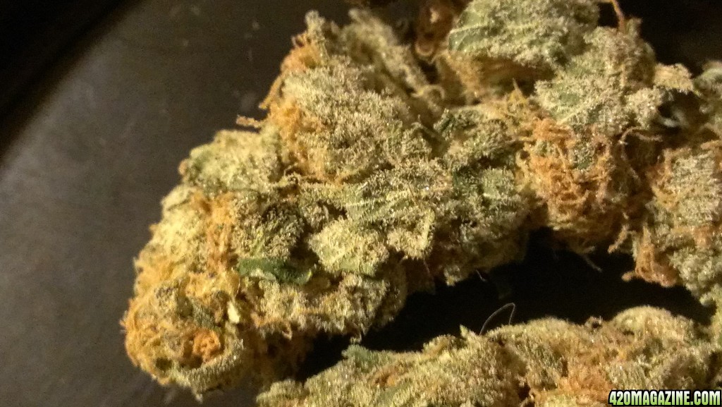 Shot Adrenaline - White Dwarf/Skunk#1- HARVESTED