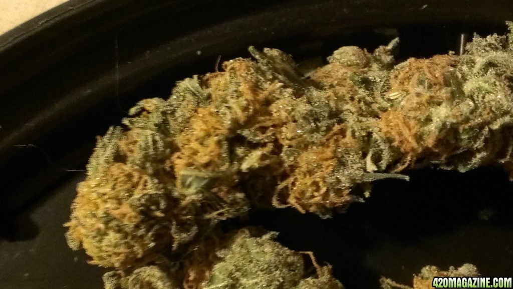 Shot Adrenaline - White Dwarf/Skunk#1- HARVESTED