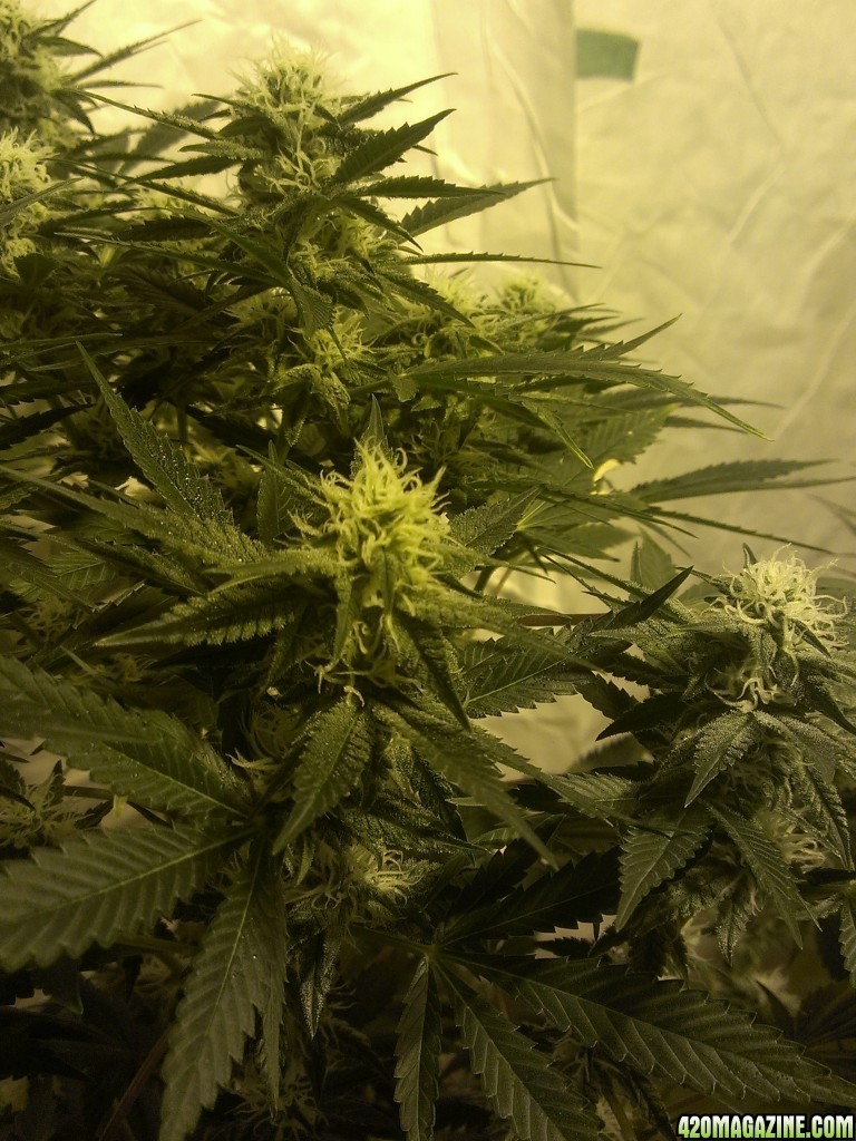 Shot Adrenaline - White Dwarf/Skunk#1