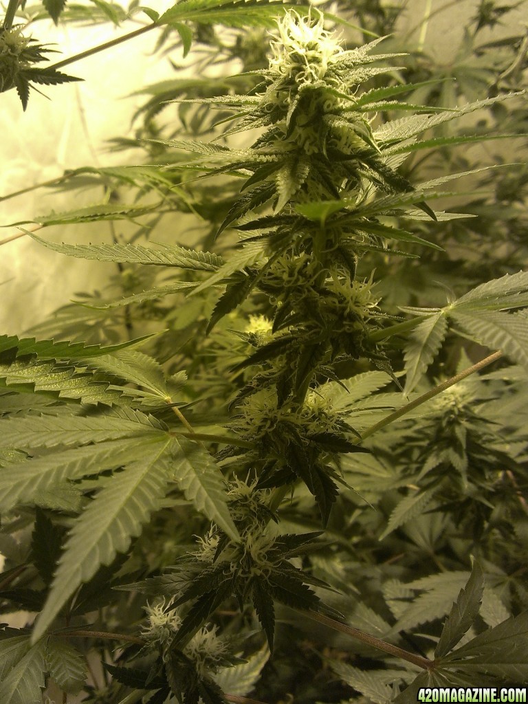 Shot Adrenaline - White Dwarf/Skunk#1