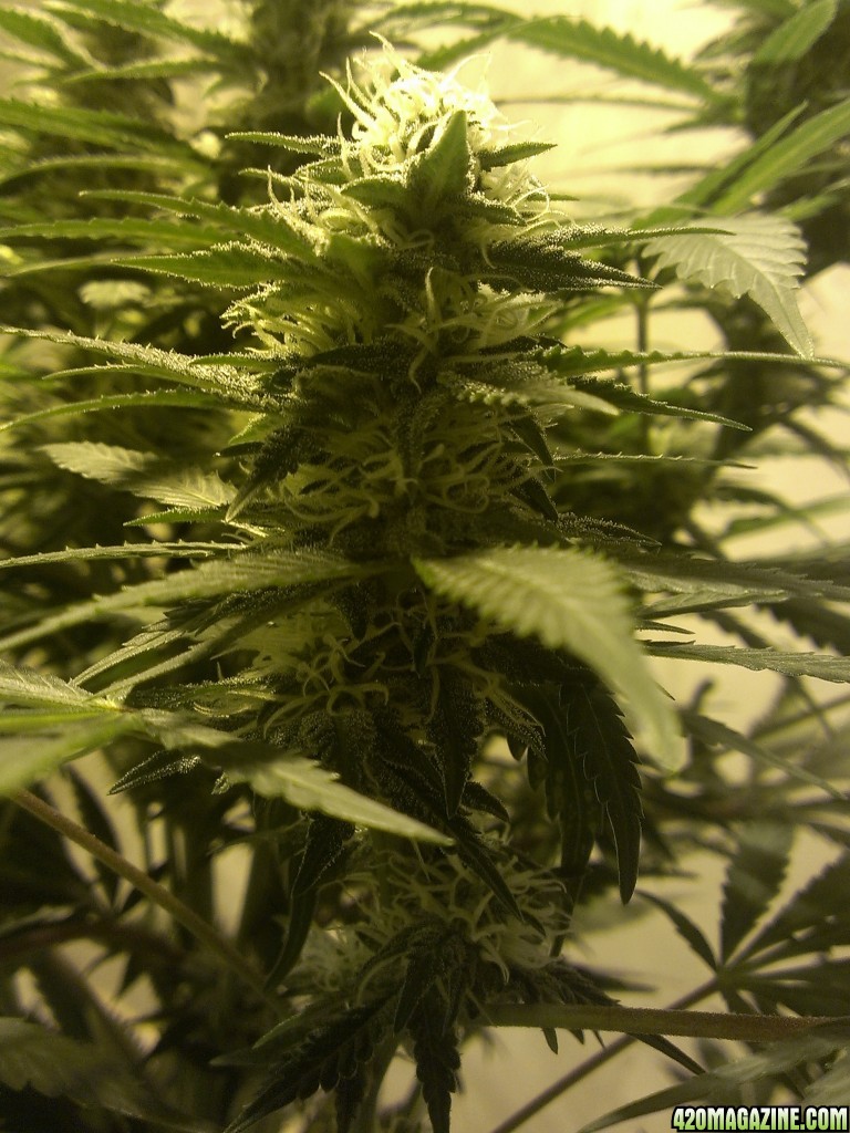 Shot Adrenaline - White Dwarf/Skunk#1