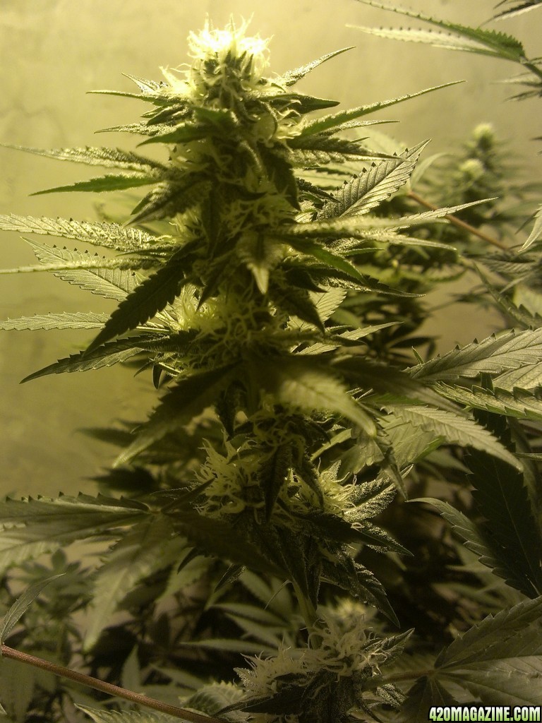 Shot Adrenaline - White Dwarf/Skunk#1