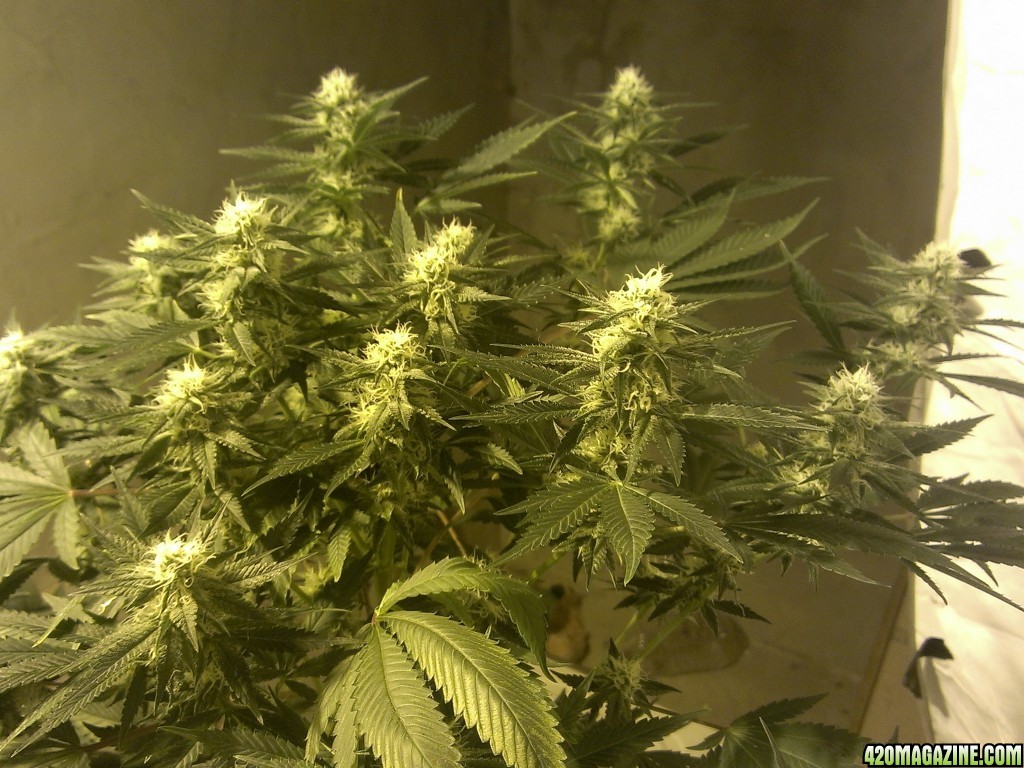 Shot Adrenaline - White Dwarf/Skunk#1