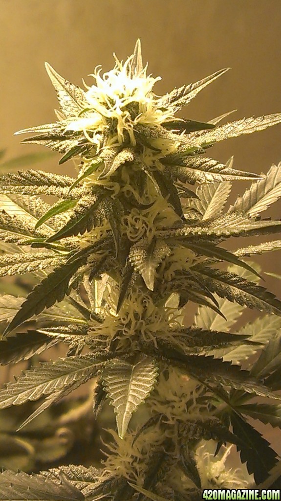 Shot Adrenaline - White Dwarf/Skunk#1