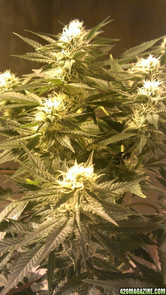 Shot Adrenaline - White Dwarf/Skunk#1