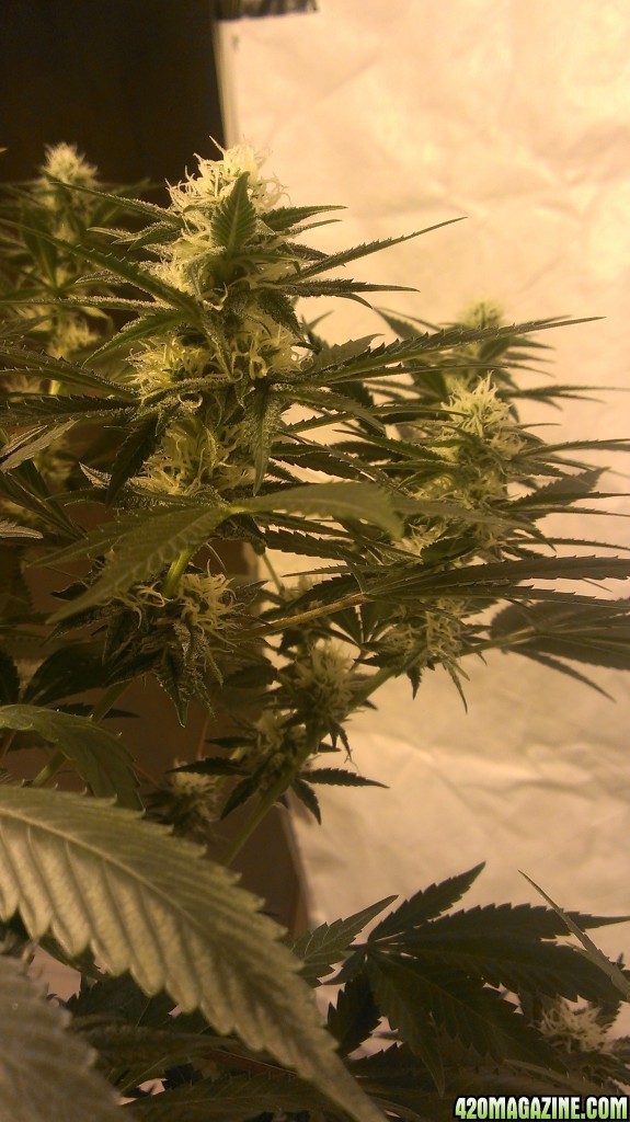 Shot Adrenaline - White Dwarf/Skunk#1