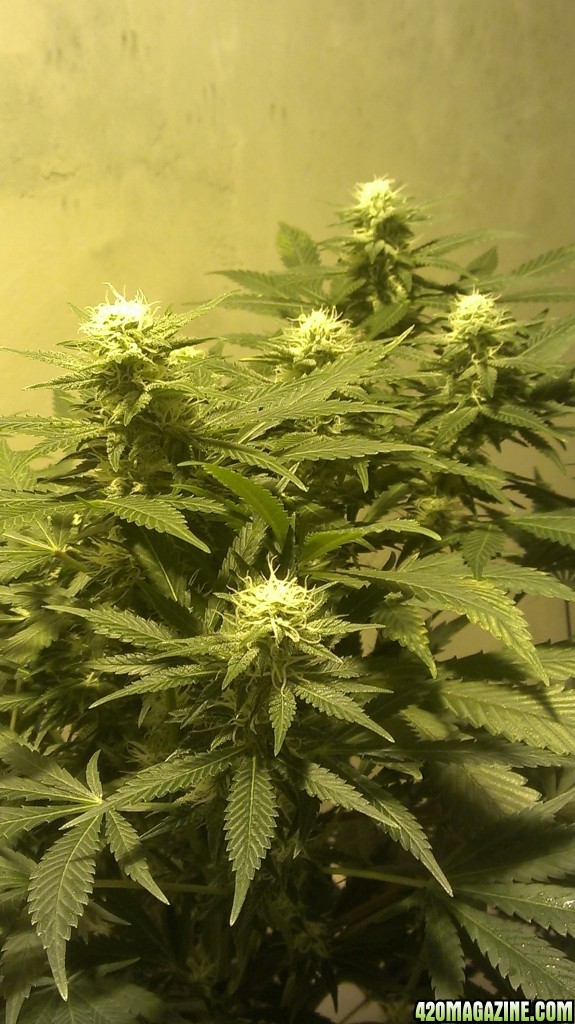 Shot Adrenaline - White Dwarf/Skunk#1