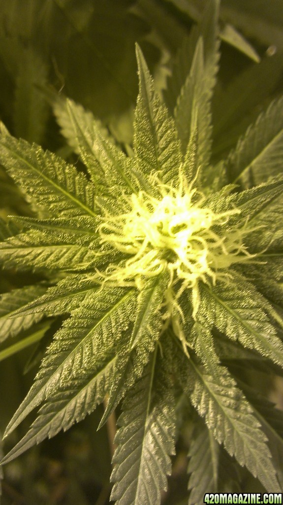 Shot Adrenaline - White Dwarf/Skunk#1