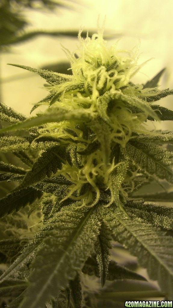 Shot Adrenaline - White Dwarf/Skunk#1