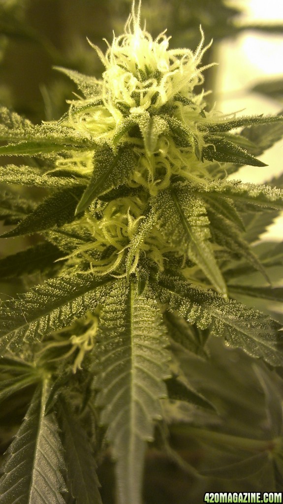 Shot Adrenaline - White Dwarf/Skunk#1