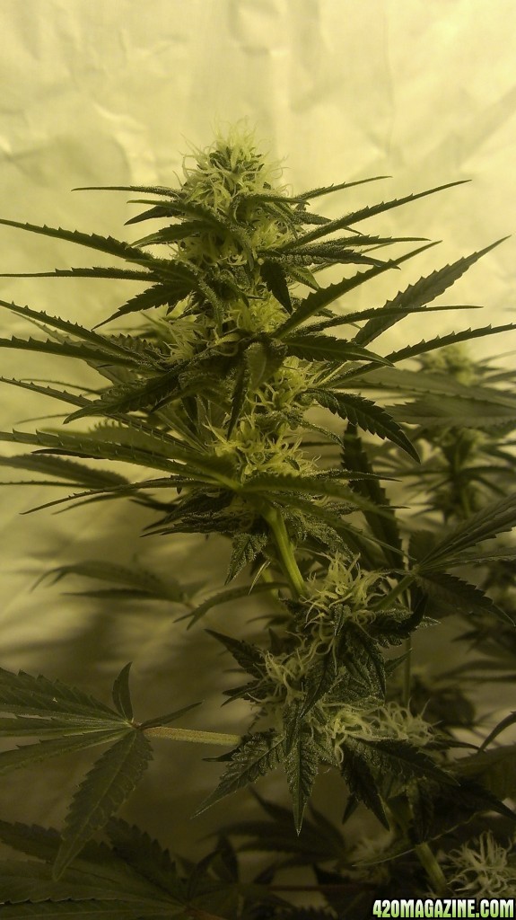 Shot Adrenaline - White Dwarf/Skunk#1