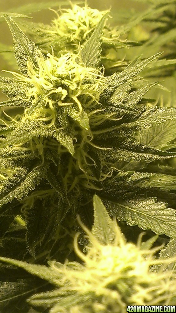 Shot Adrenaline - White Dwarf/Skunk#1