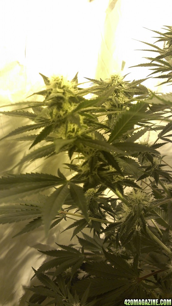 Shot Adrenaline - White Dwarf/Skunk#1