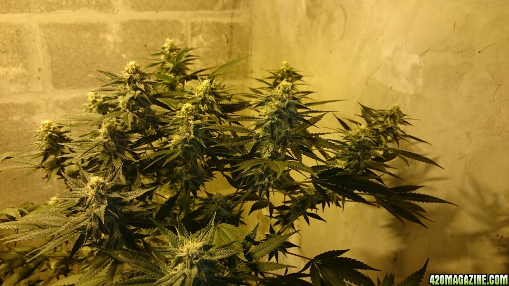 Shot Adrenaline - White Dwarf x Skunk#1