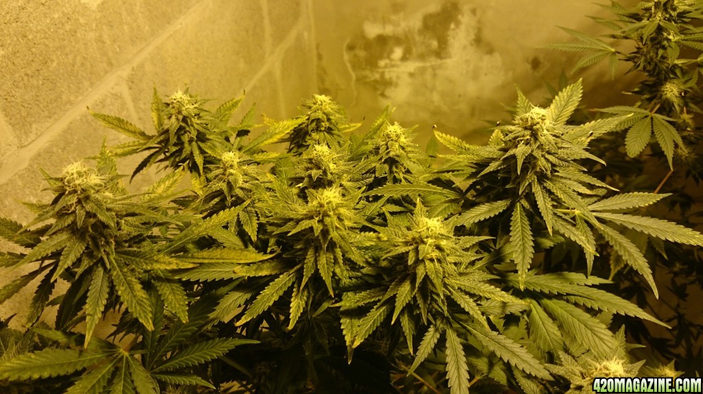 Shot Adrenaline - White Dwarf x Skunk#1