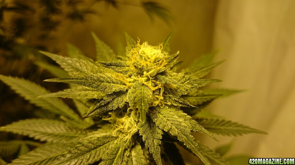 Shot Adrenaline - White Dwarf x Skunk#1