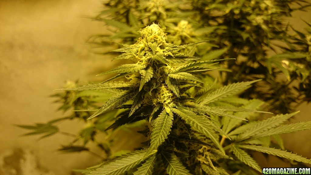 Shot Adrenaline - White Dwarf x Skunk#1