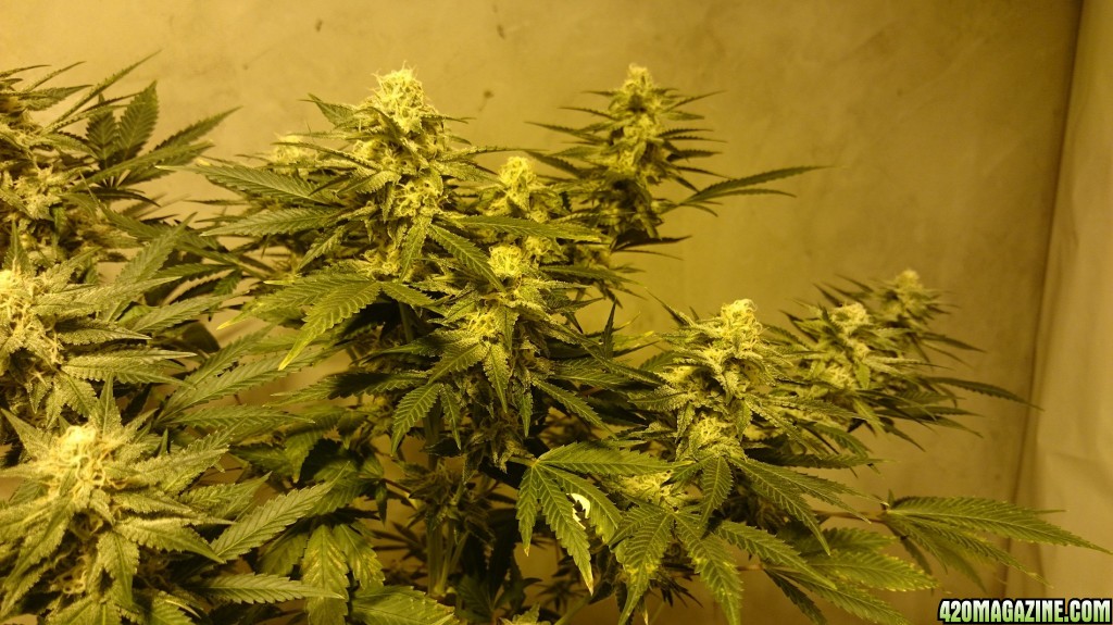 Shot Adrenaline - White Dwarf x Skunk#1