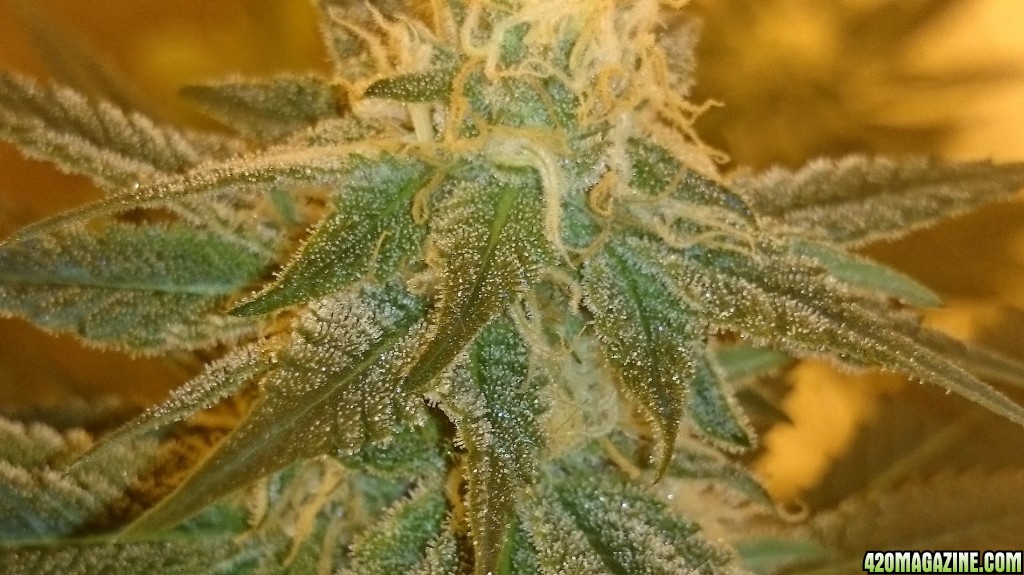 Shot Adrenaline - White Dwarf x Skunk#1