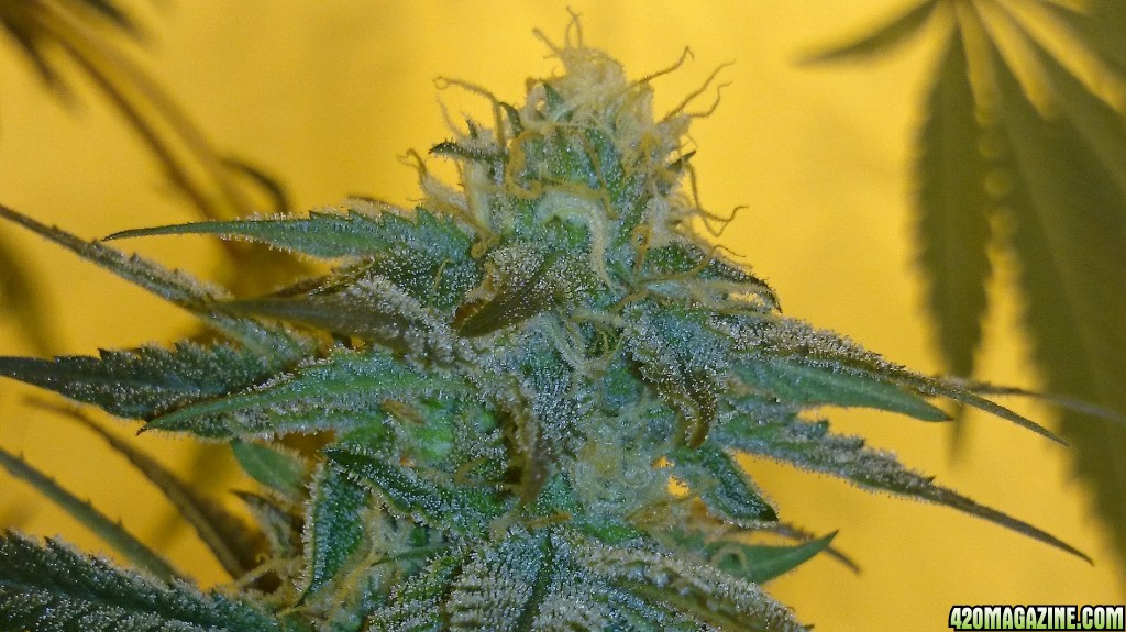 Shot Adrenaline - White Dwarf x Skunk#1